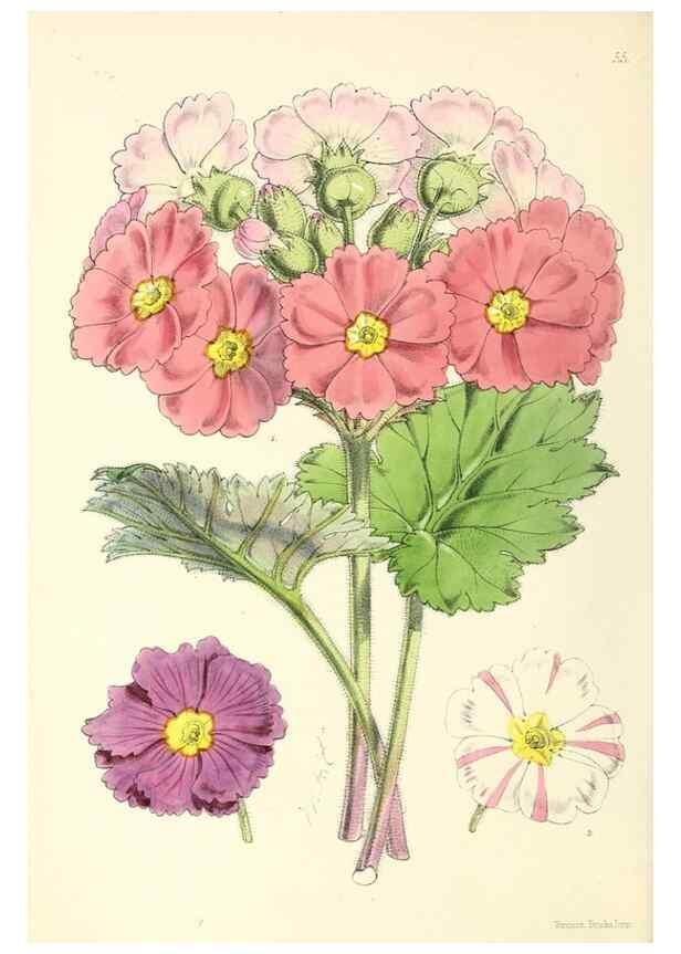 Reproducción/Reproduction 49797568641: The floral magazine;. London,L. Reeve & Co.. 