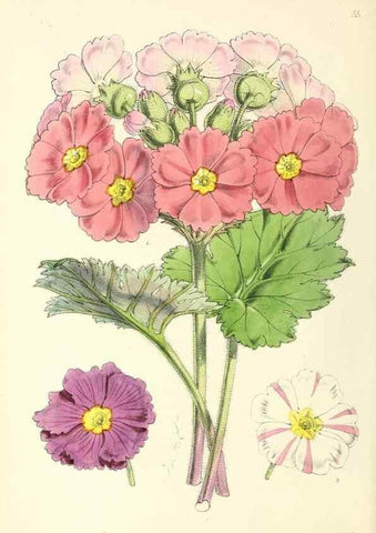 Reproducción/Reproduction 49797568641: The floral magazine;. London,L. Reeve & Co.. 