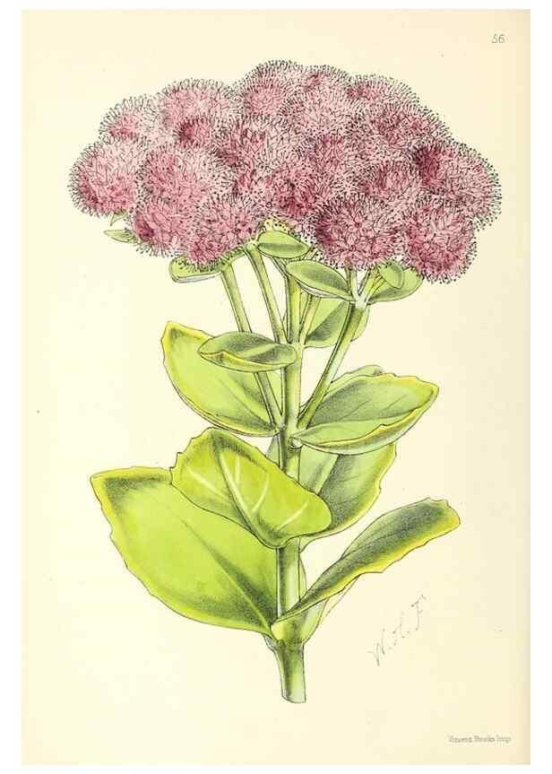 Reproducción/Reproduction 49797023863: The floral magazine;. London,L. Reeve & Co.. 