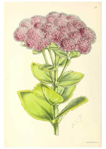 Reproducción/Reproduction 49797023863: The floral magazine;. London,L. Reeve & Co.. 
