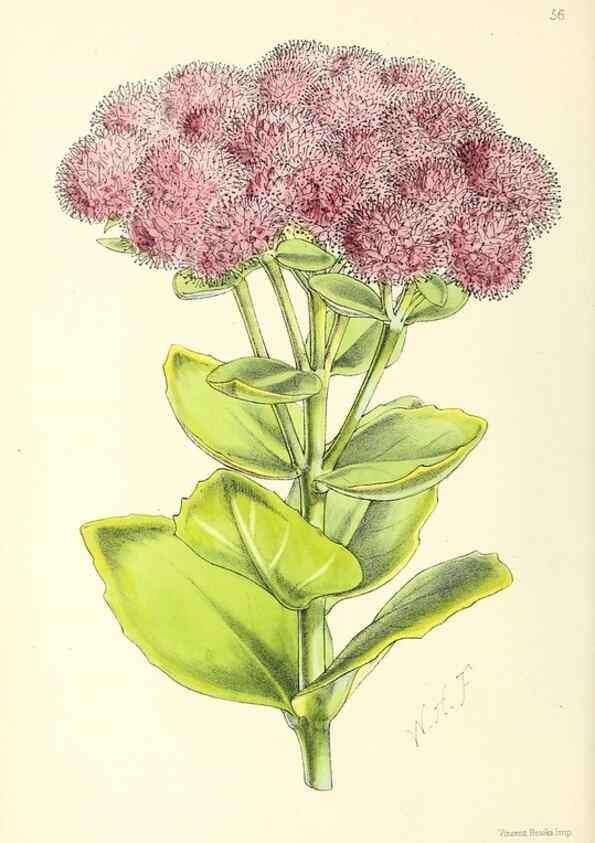 Reproducción/Reproduction 49797023863: The floral magazine;. London,L. Reeve & Co.. 