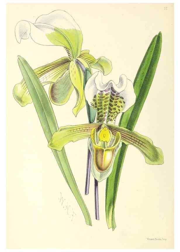 Reproducción/Reproduction 49797024143: The floral magazine;. London,L. Reeve & Co.. 