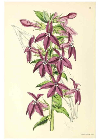 Reproducción/Reproduction 49797564911: The floral magazine;. London,L. Reeve & Co.. 