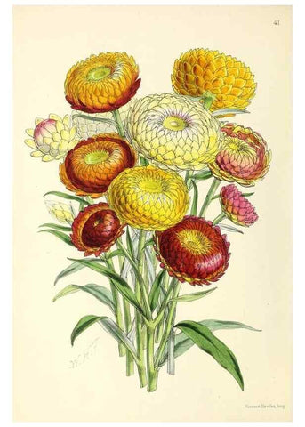 Reproducción/Reproduction 49797564586: The floral magazine;. London,L. Reeve & Co.. 