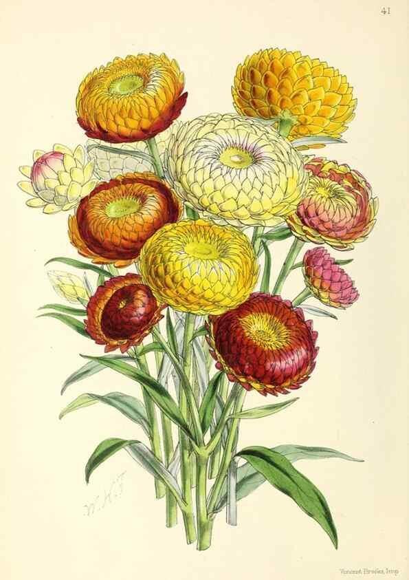 Reproducción/Reproduction 49797564586: The floral magazine;. London,L. Reeve & Co.. 