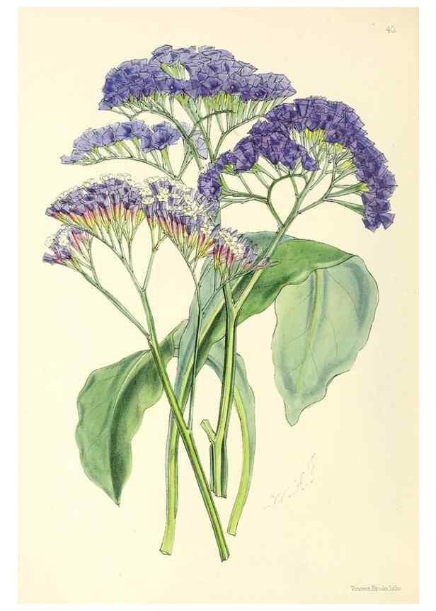 Reproducción/Reproduction 49797019048: The floral magazine;. London,L. Reeve & Co.. 