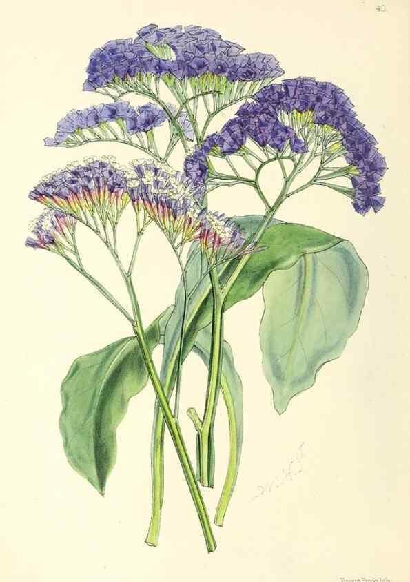 Reproducción/Reproduction 49797019048: The floral magazine;. London,L. Reeve & Co.. 