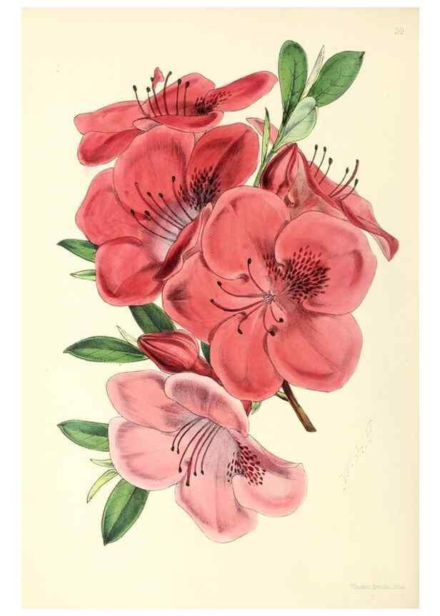 Reproducción/Reproduction 49797018708: The floral magazine;. London,L. Reeve & Co.. 