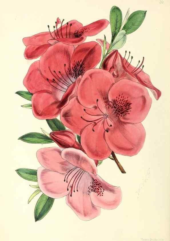 Reproducción/Reproduction 49797018708: The floral magazine;. London,L. Reeve & Co.. 