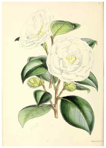 Reproducción/Reproduction 49797868837: The floral magazine;. London,L. Reeve & Co.. 