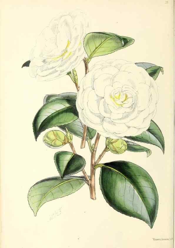 Reproducción/Reproduction 49797868837: The floral magazine;. London,L. Reeve & Co.. 