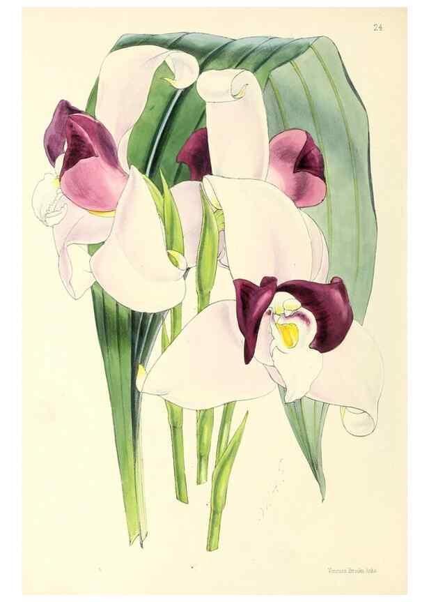 Reproducción/Reproduction 49797869087: The floral magazine;. London,L. Reeve & Co.. 