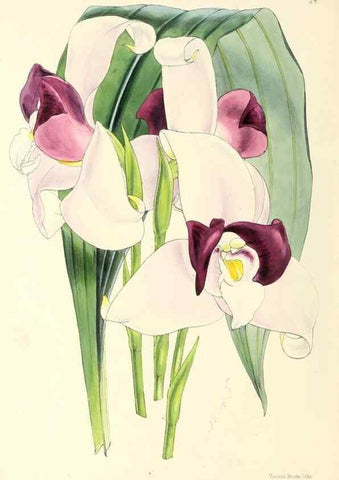 Reproducción/Reproduction 49797869087: The floral magazine;. London,L. Reeve & Co.. 