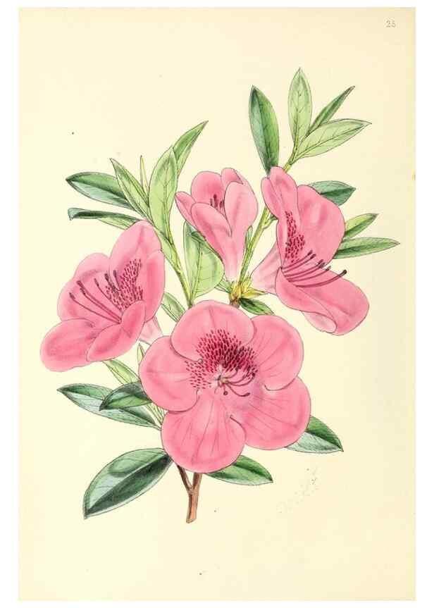 Reproducción/Reproduction 49797869347: The floral magazine;. London,L. Reeve & Co.. 