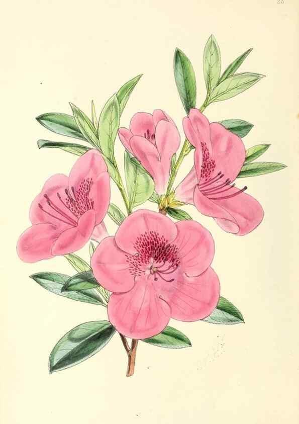 Reproducción/Reproduction 49797869347: The floral magazine;. London,L. Reeve & Co.. 