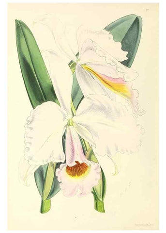 Reproducción/Reproduction 49797559751: The floral magazine;. London,L. Reeve & Co.. 