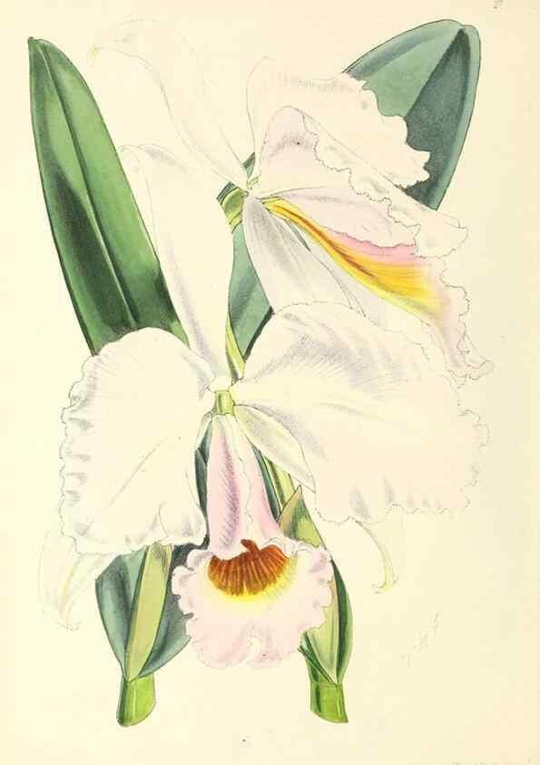 Reproducción/Reproduction 49797559751: The floral magazine;. London,L. Reeve & Co.. 
