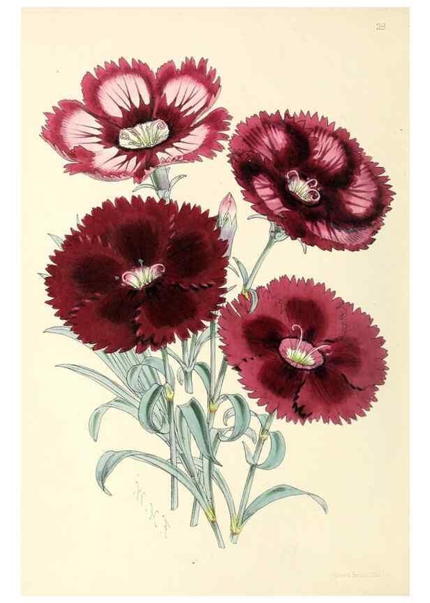 Reproducción/Reproduction 49797870372: The floral magazine;. London,L. Reeve & Co.. 