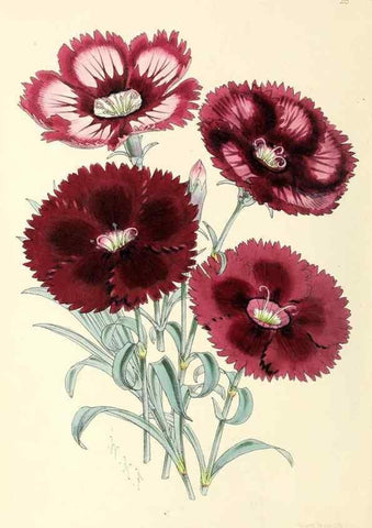 Reproducción/Reproduction 49797870372: The floral magazine;. London,L. Reeve & Co.. 