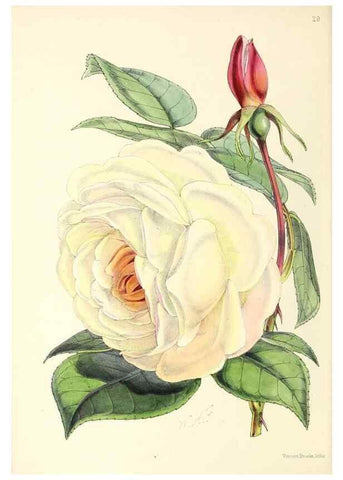 Reproducción/Reproduction 49797015248: The floral magazine;. London,L. Reeve & Co.. 