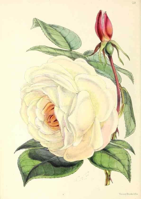 Reproducción/Reproduction 49797015248: The floral magazine;. London,L. Reeve & Co.. 