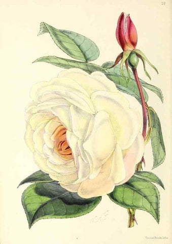 Reproducción/Reproduction 49797015248: The floral magazine;. London,L. Reeve & Co.. 