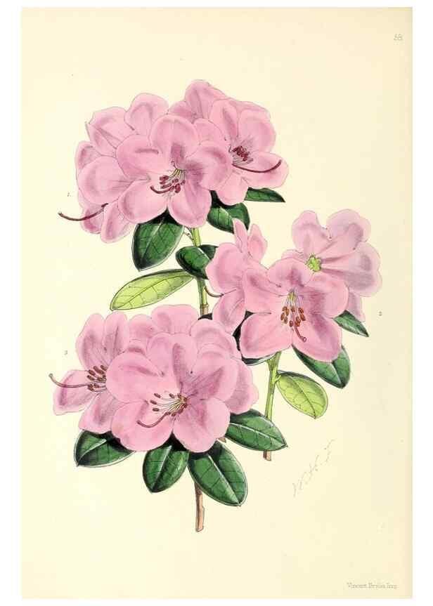 Reproducción/Reproduction 49797879762: The floral magazine;. London,L. Reeve & Co.. 