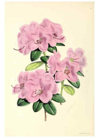 Reproducción/Reproduction 49797879762: The floral magazine;. London,L. Reeve & Co.. 