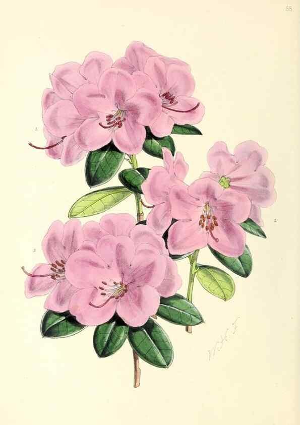 Reproducción/Reproduction 49797879762: The floral magazine;. London,L. Reeve & Co.. 
