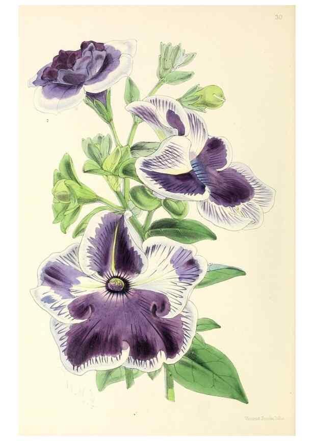 Reproducción/Reproduction 49797871007: The floral magazine;. London,L. Reeve & Co.. 