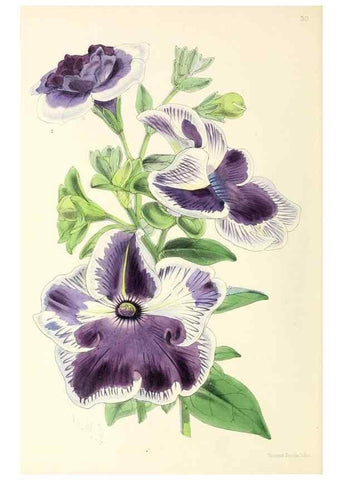 Reproducción/Reproduction 49797871007: The floral magazine;. London,L. Reeve & Co.. 