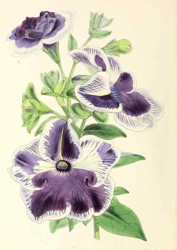 Reproducción/Reproduction 49797871007: The floral magazine;. London,L. Reeve & Co.. 