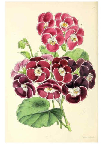 Reproducción/Reproduction 49797871702: The floral magazine;. London,L. Reeve & Co.. 