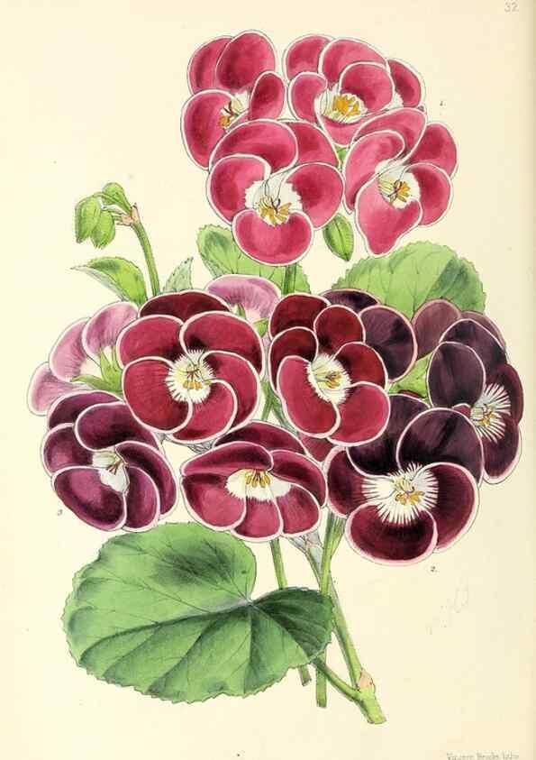 Reproducción/Reproduction 49797871702: The floral magazine;. London,L. Reeve & Co.. 
