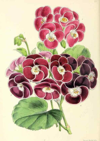 Reproducción/Reproduction 49797871702: The floral magazine;. London,L. Reeve & Co.. 