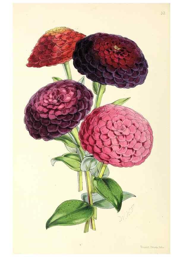Reproducción/Reproduction 49797016793: The floral magazine;. London,L. Reeve & Co.. 