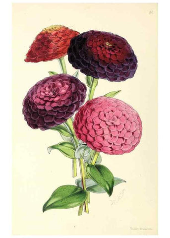 Reproducción/Reproduction 49797016793: The floral magazine;. London,L. Reeve & Co.. 