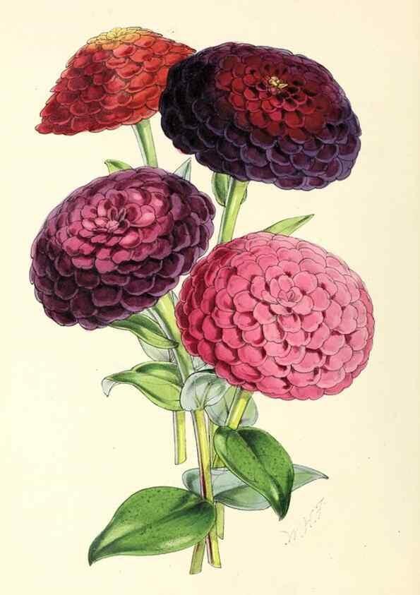 Reproducción/Reproduction 49797016793: The floral magazine;. London,L. Reeve & Co.. 