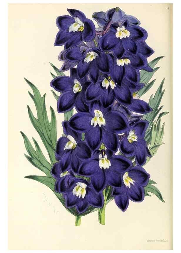 Reproducción/Reproduction 49797872452: The floral magazine;. London,L. Reeve & Co.. 