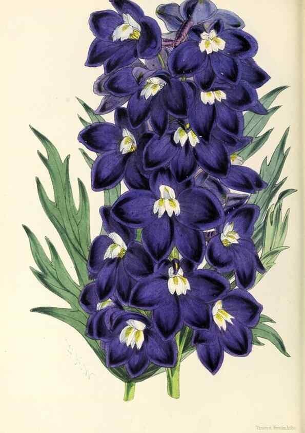 Reproducción/Reproduction 49797872452: The floral magazine;. London,L. Reeve & Co.. 