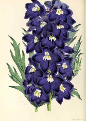 Reproducción/Reproduction 49797872452: The floral magazine;. London,L. Reeve & Co.. 