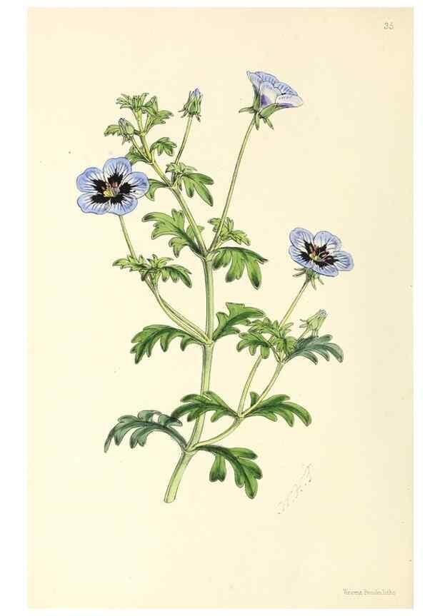 Reproducción/Reproduction 49797017498: The floral magazine;. London,L. Reeve & Co.. 