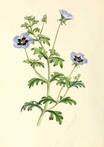 Reproducción/Reproduction 49797017498: The floral magazine;. London,L. Reeve & Co.. 