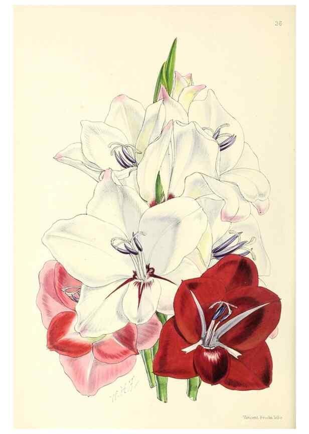 Reproducción/Reproduction 49797017778: The floral magazine;. London,L. Reeve & Co.. 