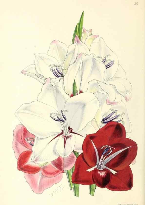 Reproducción/Reproduction 49797017778: The floral magazine;. London,L. Reeve & Co.. 