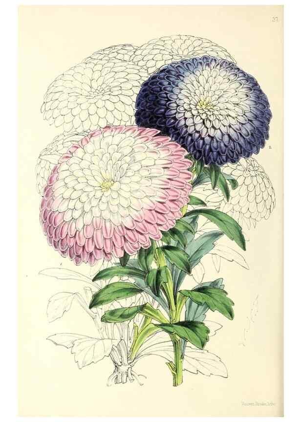 Reproducción/Reproduction 49797873272: The floral magazine;. London,L. Reeve & Co.. 