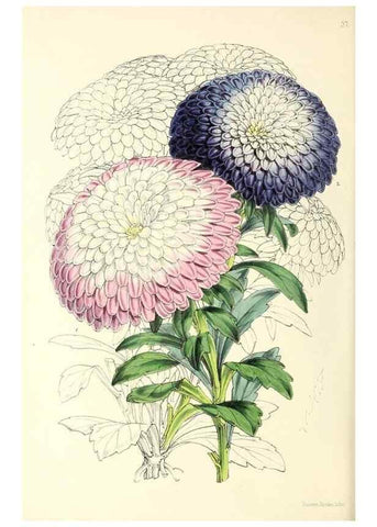 Reproducción/Reproduction 49797873272: The floral magazine;. London,L. Reeve & Co.. 