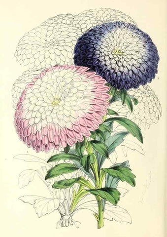Reproducción/Reproduction 49797873272: The floral magazine;. London,L. Reeve & Co.. 