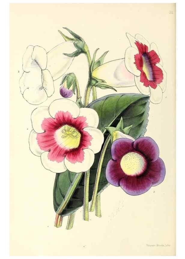 Reproducción/Reproduction 49797561101: The floral magazine;. London,L. Reeve & Co.. 