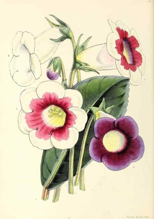 Reproducción/Reproduction 49797561101: The floral magazine;. London,L. Reeve & Co.. 